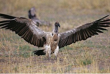 卡普空招数多 网曝其曾用假泄密宣传《生化3重制版》